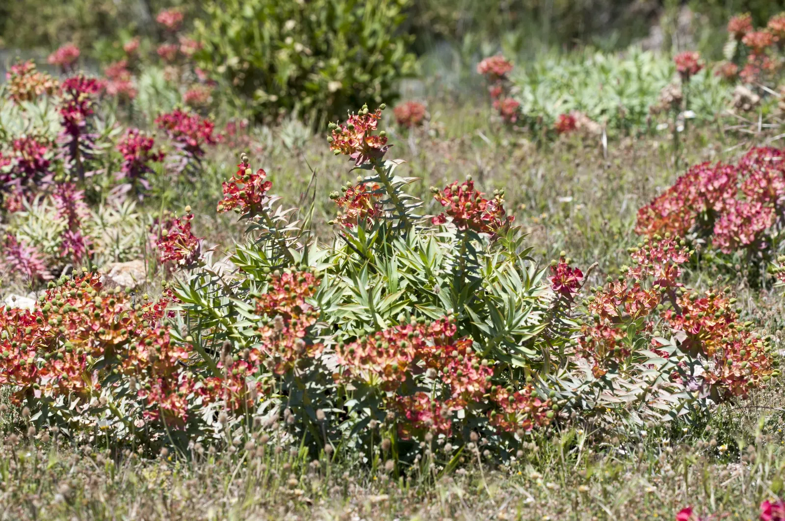 Silver Spurge (Euphorbia Rigida) — or as a specimen in xeriscaped areas; forming a spiky bush 3 feet wide