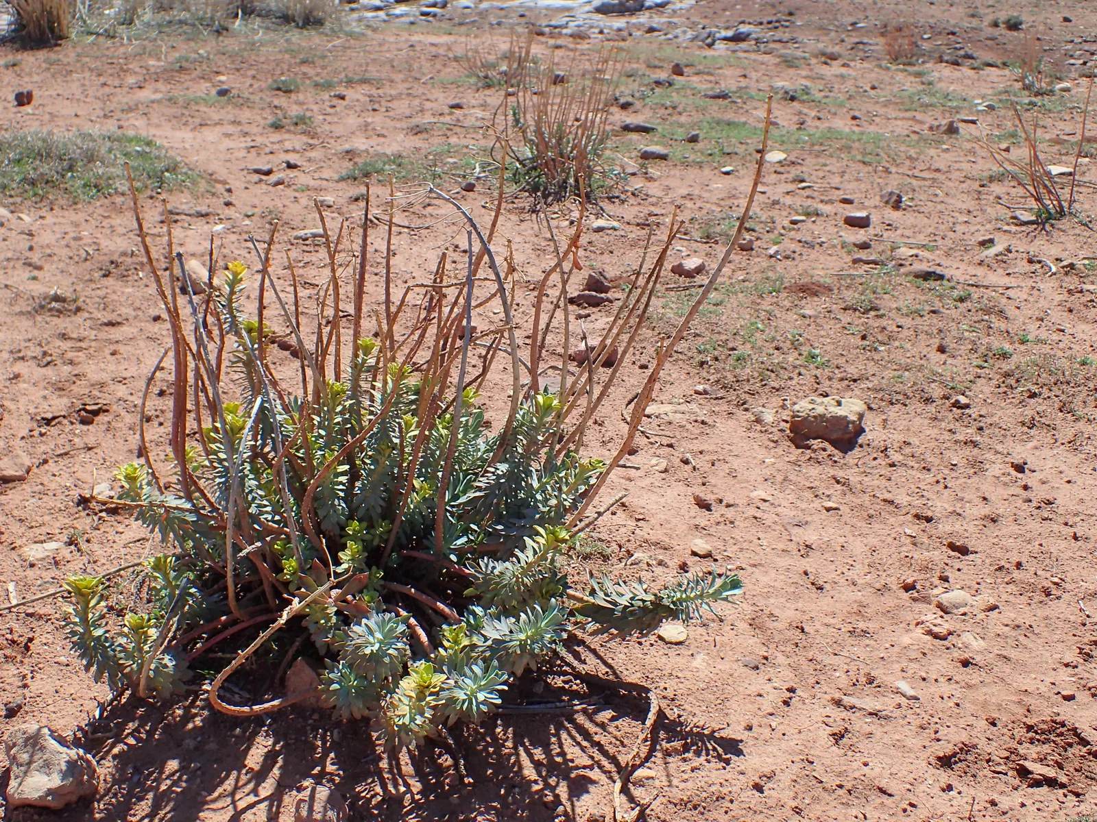 Silver Spurge (Euphorbia Rigida) — This evergreen perennial is native to the Mediterranean region