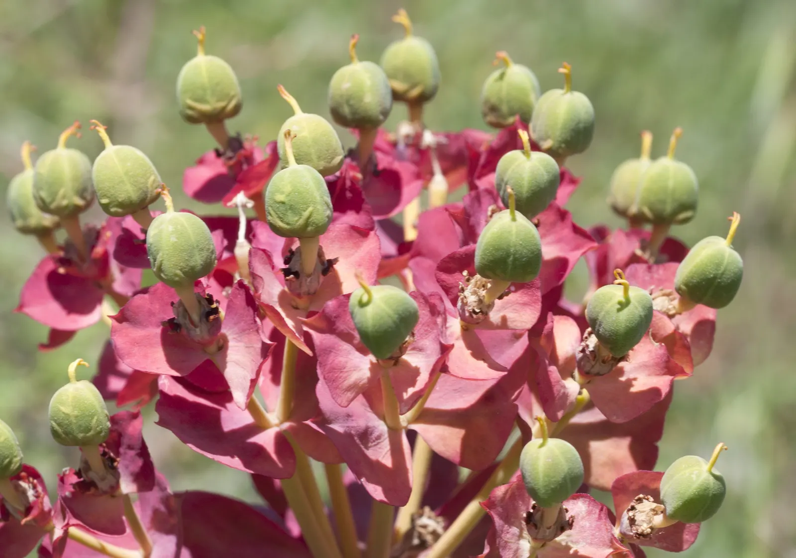 Silver Spurge (Euphorbia Rigida) — providing a compact silhouette ideal for rock gardens; the sap of Euphorbia rigida is toxic and can cause skin irritation