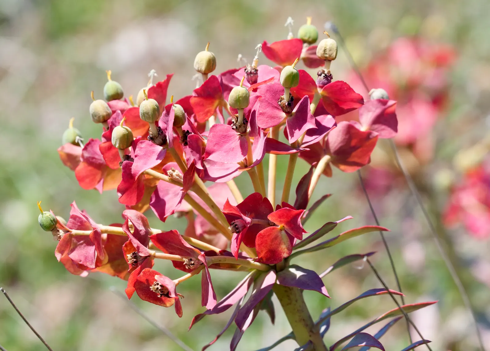 Silver Spurge (Euphorbia Rigida) — Wear gloves when handling due to its toxic sap; upright stems are densely clothed with spirally arranged
