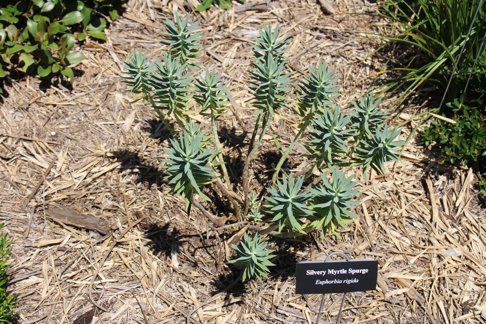Silver Spurge (Euphorbia Rigida) — scientifically known as Euphorbia rigida; it's important to select sunny locations with well-drained soil
