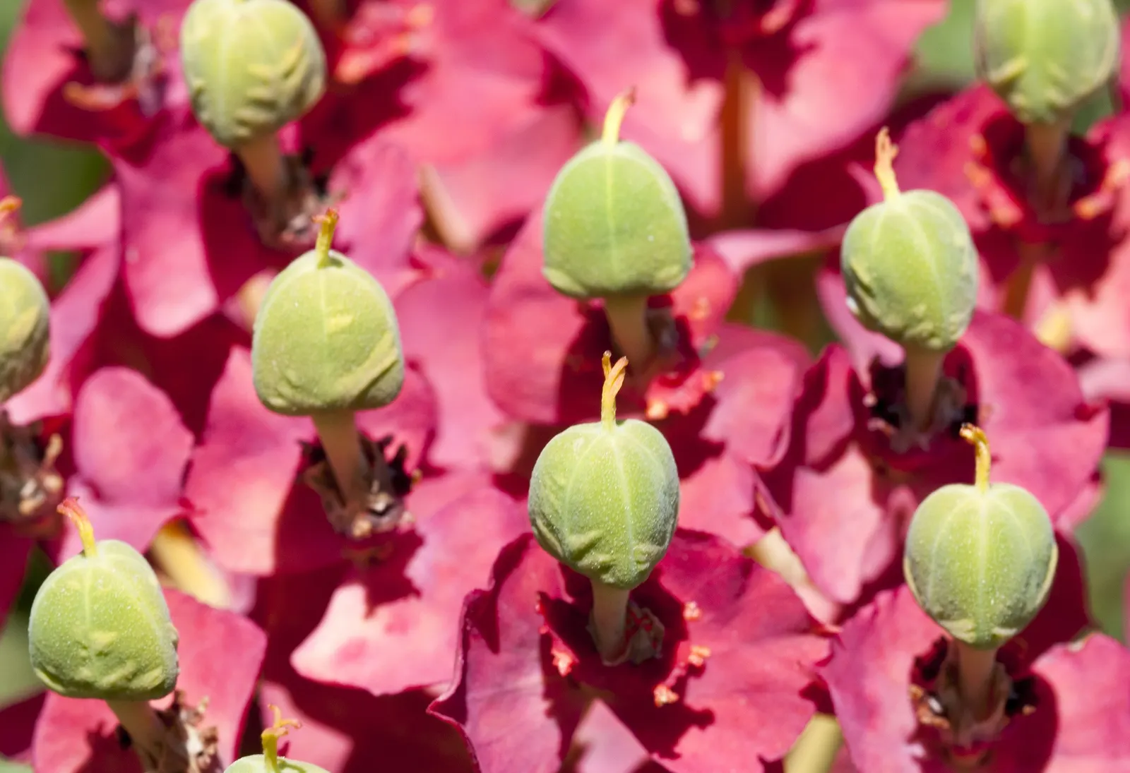 Silver Spurge (Euphorbia Rigida) — This evergreen perennial is native to the Mediterranean region; silver Spurge (Euphorbia rigida) is an evergreen perennial