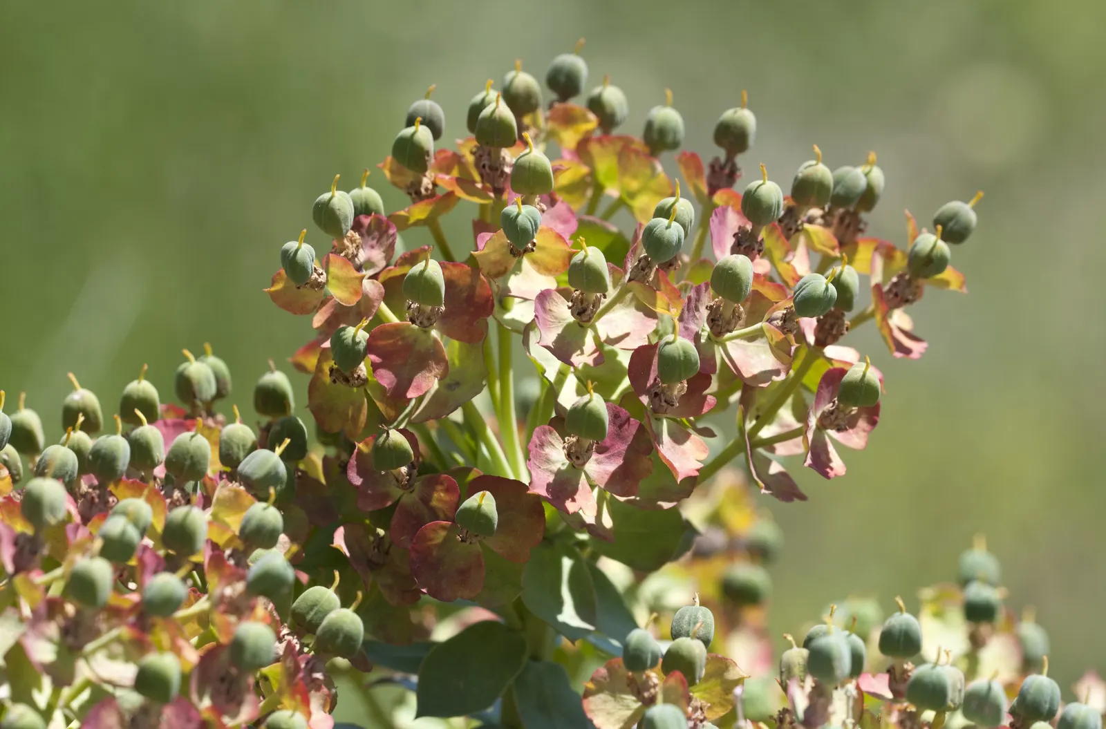 Silver Spurge (Euphorbia Rigida) — Its striking form and color make it a bold focal point in xeriscapes and rock gardens; wear gloves when handling due to its