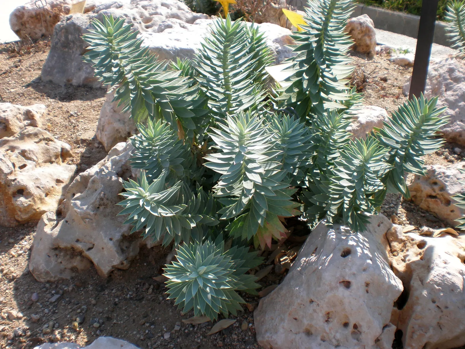 Silver Spurge (Euphorbia Rigida) — Euphorbia rigida produces chartreuse-yellow flowers