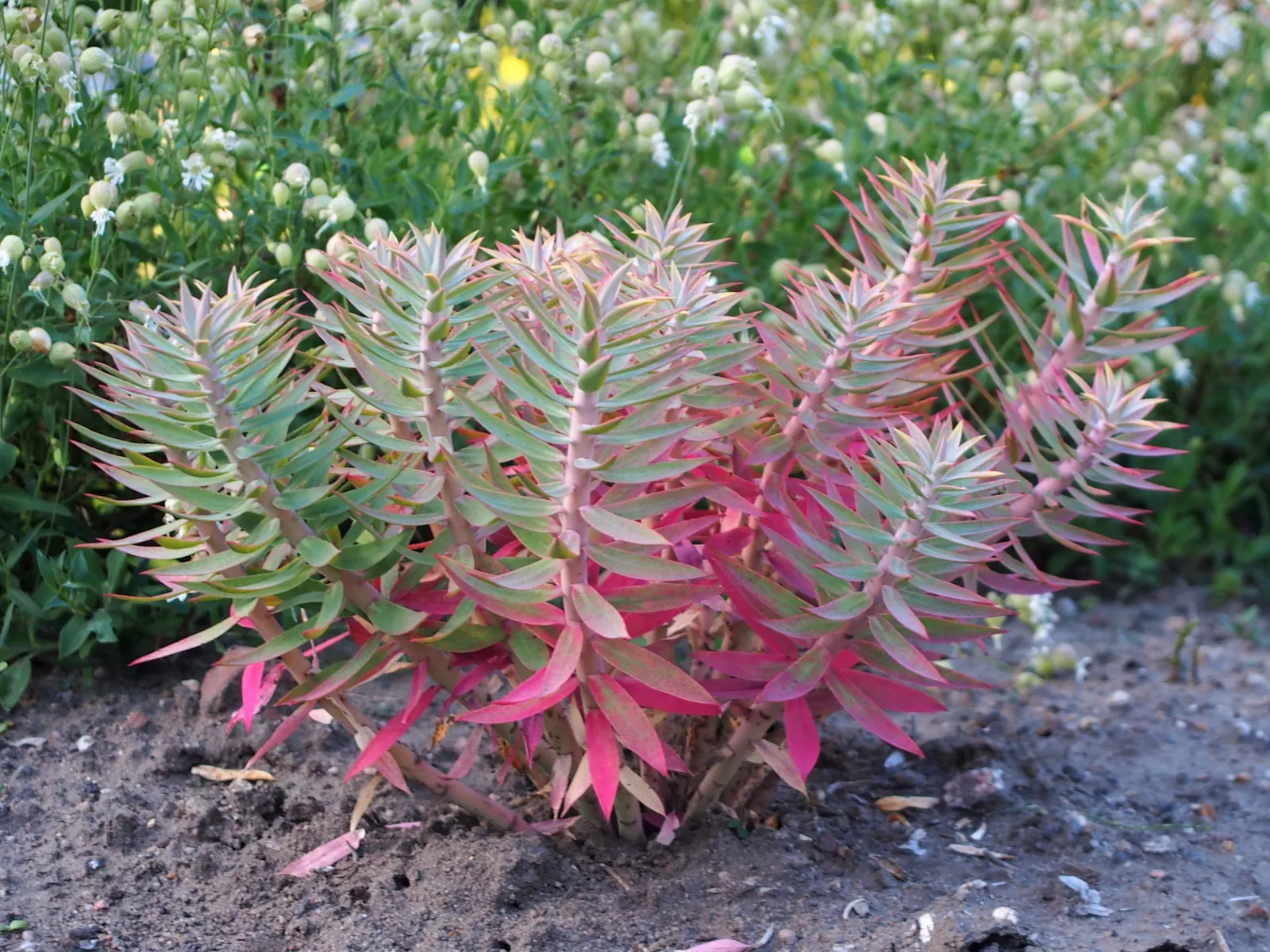 Silver Spurge (Euphorbia Rigida) — upright stems are densely clothed with spirally arranged