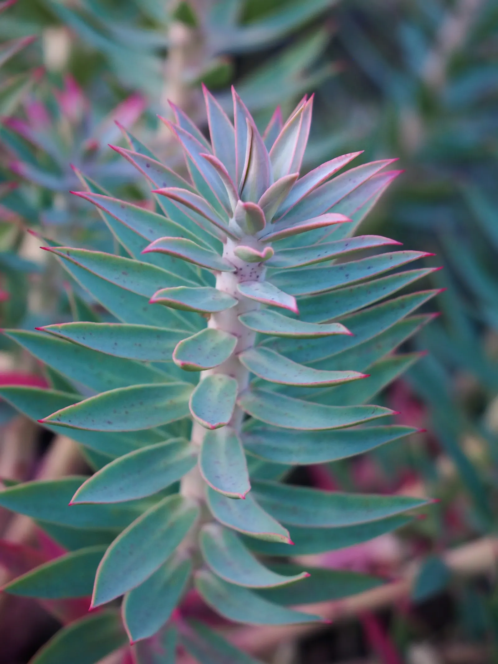 Silver Spurge (Euphorbia Rigida) — blue-green leaves that have a distinctive
