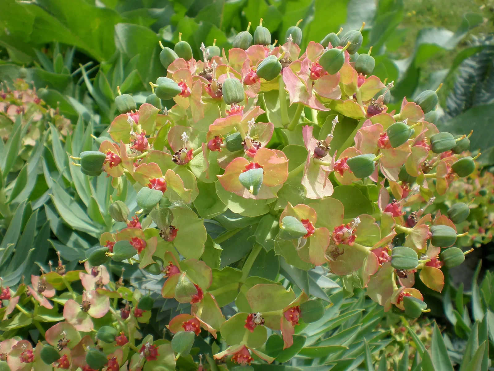 Silver Spurge (Euphorbia Rigida) — shrub for full or half; its bold texture and striking coloration make it a superb choice for adding year-round interest