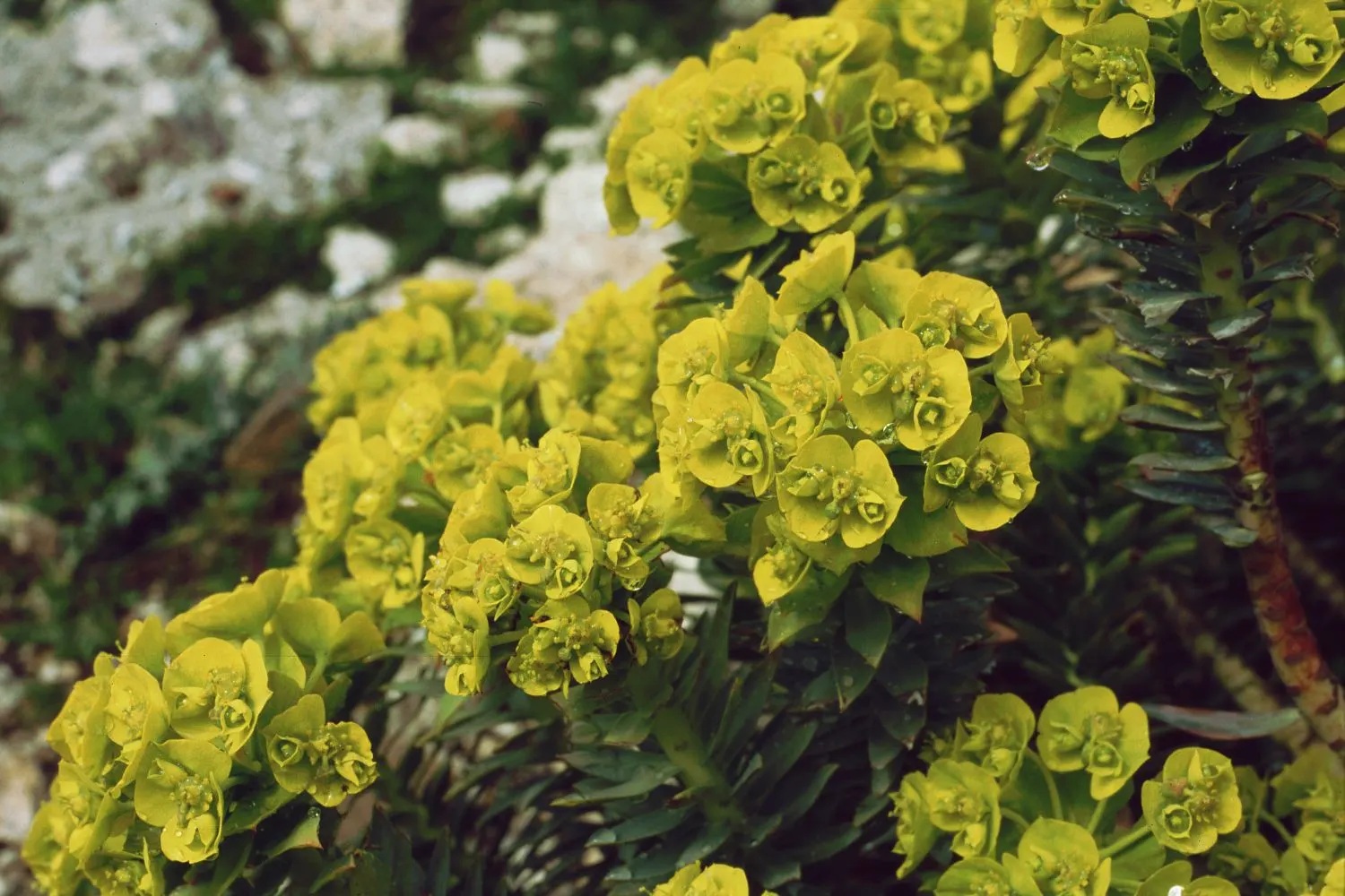 Silver Spurge (Euphorbia Rigida) — shrub with green and yellow blooms; <br><br>Throughout late winter to early spring