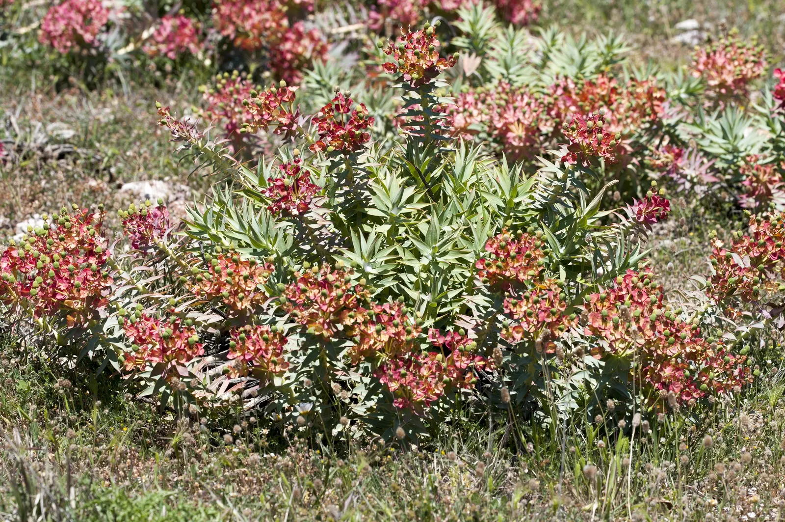 Silver Spurge (Euphorbia Rigida) — Silver Spurge (Euphorbia rigida) is an evergreen perennial succulent boasting rigid; drought-tolerant and, image 53