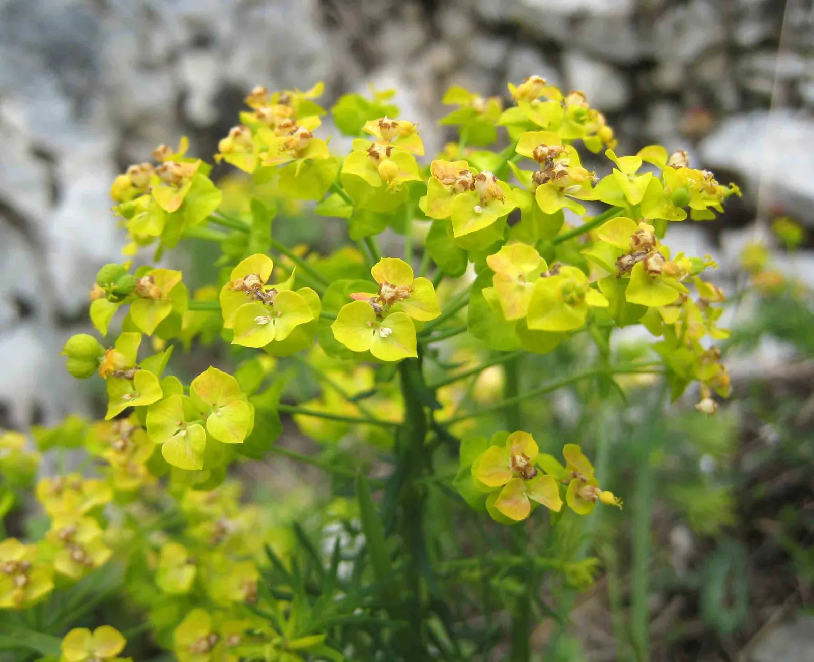 Silver Spurge (Euphorbia Rigida) — green and yellow flowers in the garden