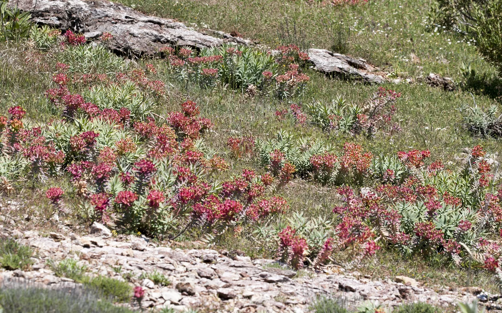 Silver Spurge (Euphorbia Rigida) — which corresponds to a minimum temperature range of 0 to 35 degrees Fahrenheit; eye-catching silver lining