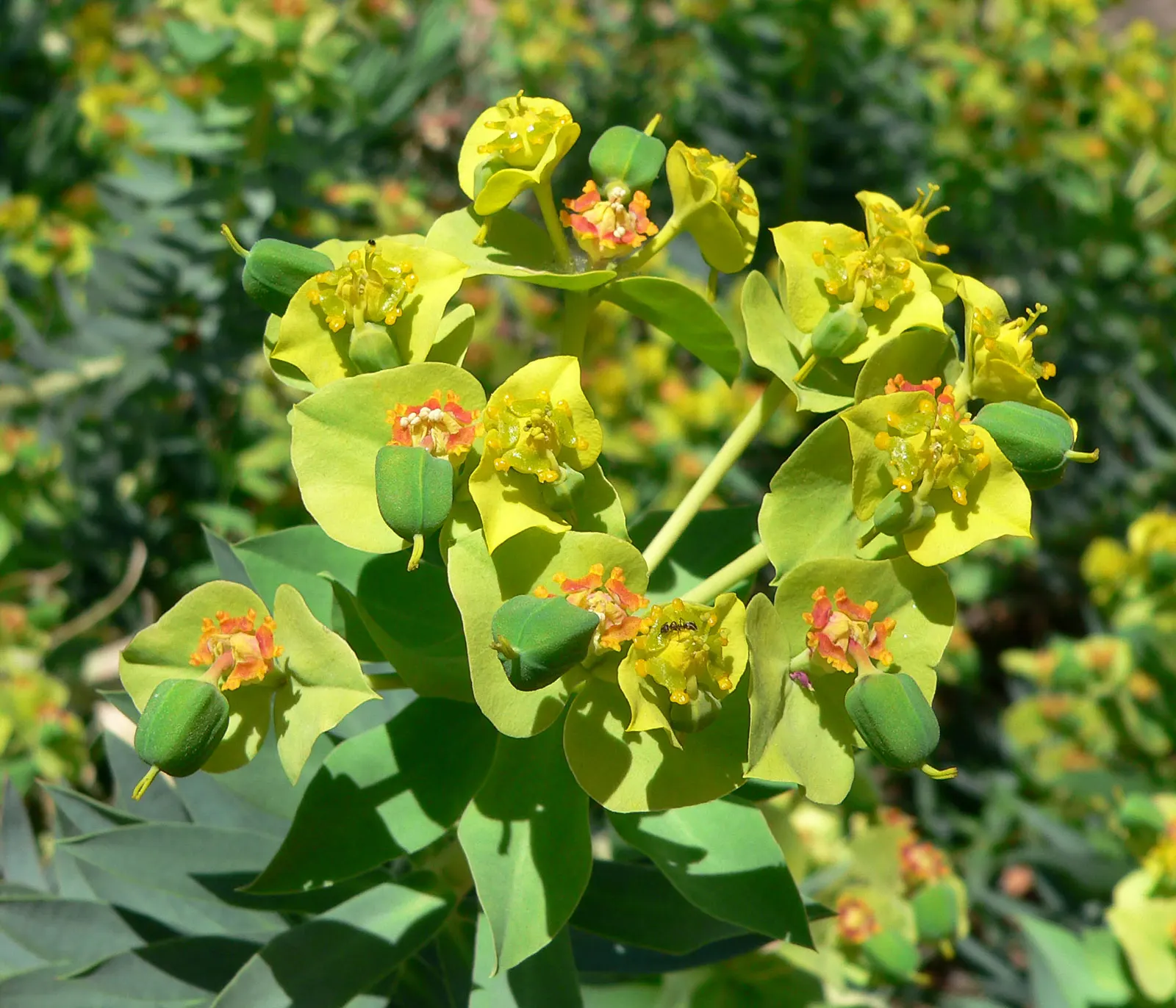 Silver Spurge (Euphorbia Rigida) — as it is prone to root rot in damp conditions; blue-green leaves that have a distinctive