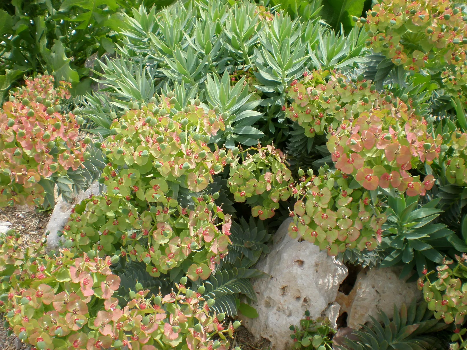 Silver Spurge (Euphorbia Rigida) — eye-catching silver lining