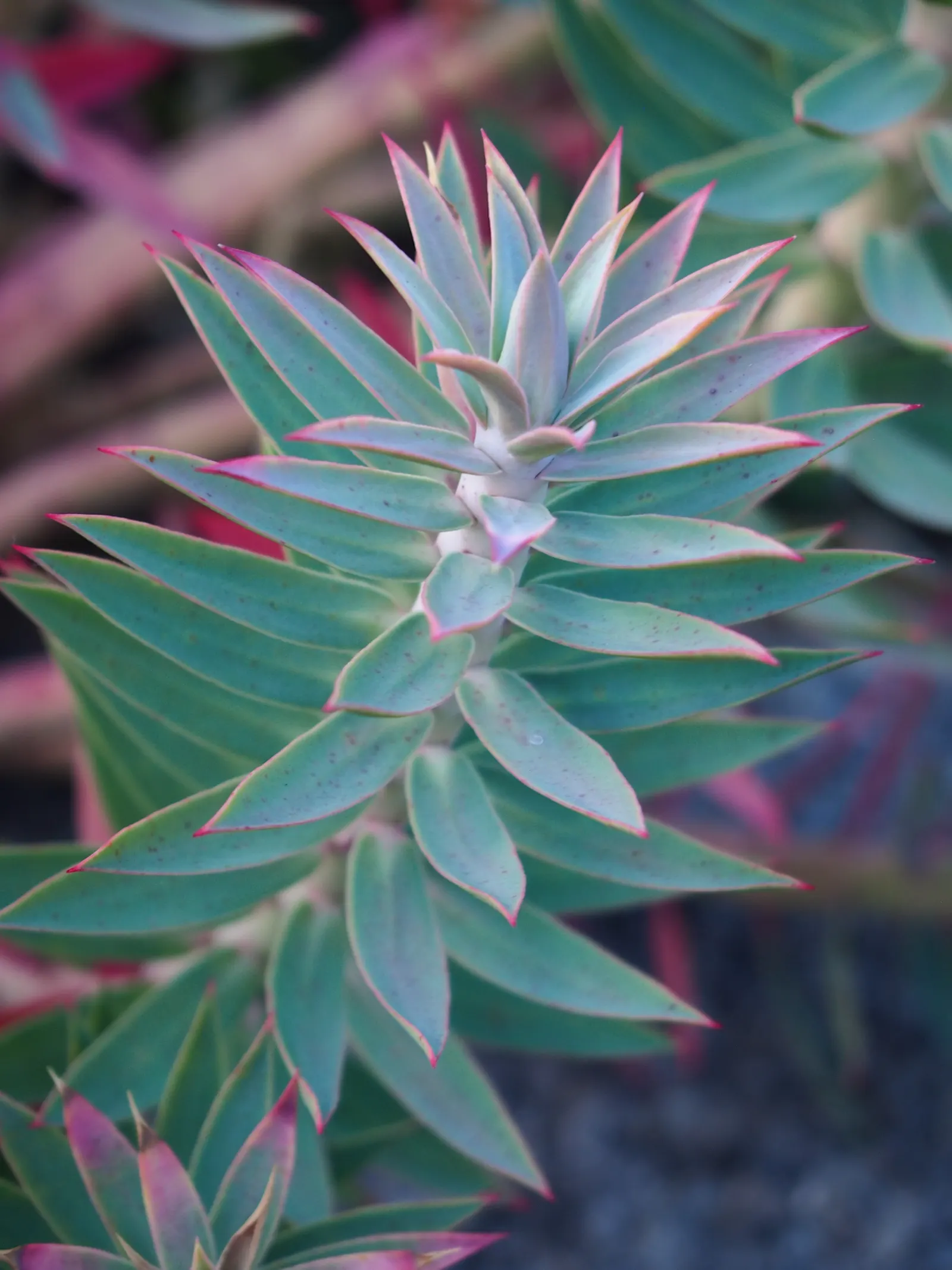 Silver Spurge (Euphorbia Rigida) — or as a specimen in xeriscaped areas