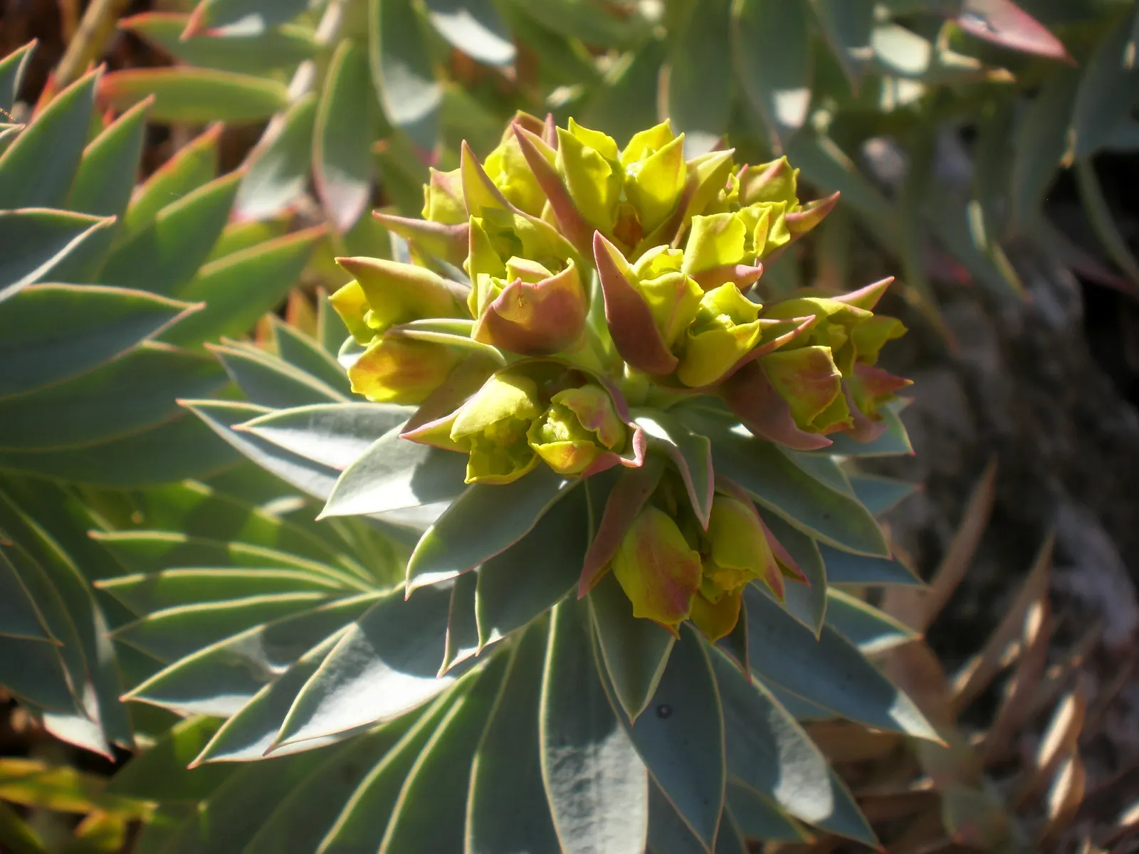 Silver Spurge (Euphorbia Rigida) — <br><br>Throughout late winter to early spring