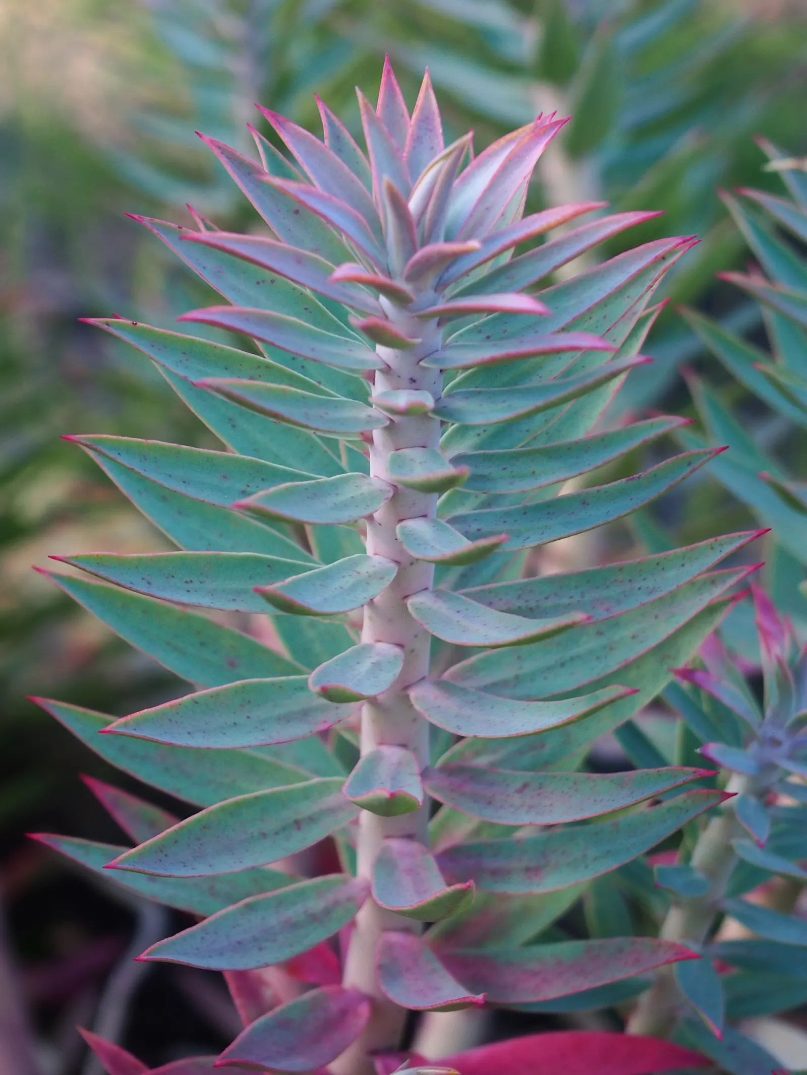 Silver Spurge (Euphorbia Rigida) — Silver Spurge (Euphorbia rigida) is an evergreen perennial succulent boasting rigid