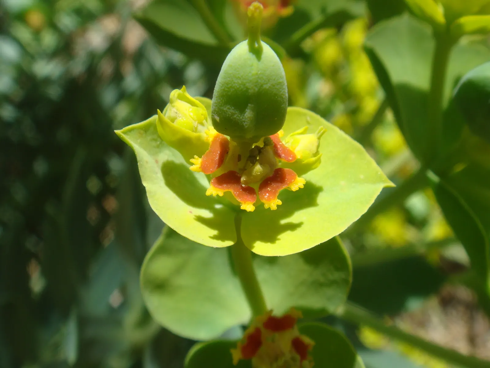 Silver Spurge (Euphorbia Rigida) — which are arranged in an umbel-like clusters at the stem tips