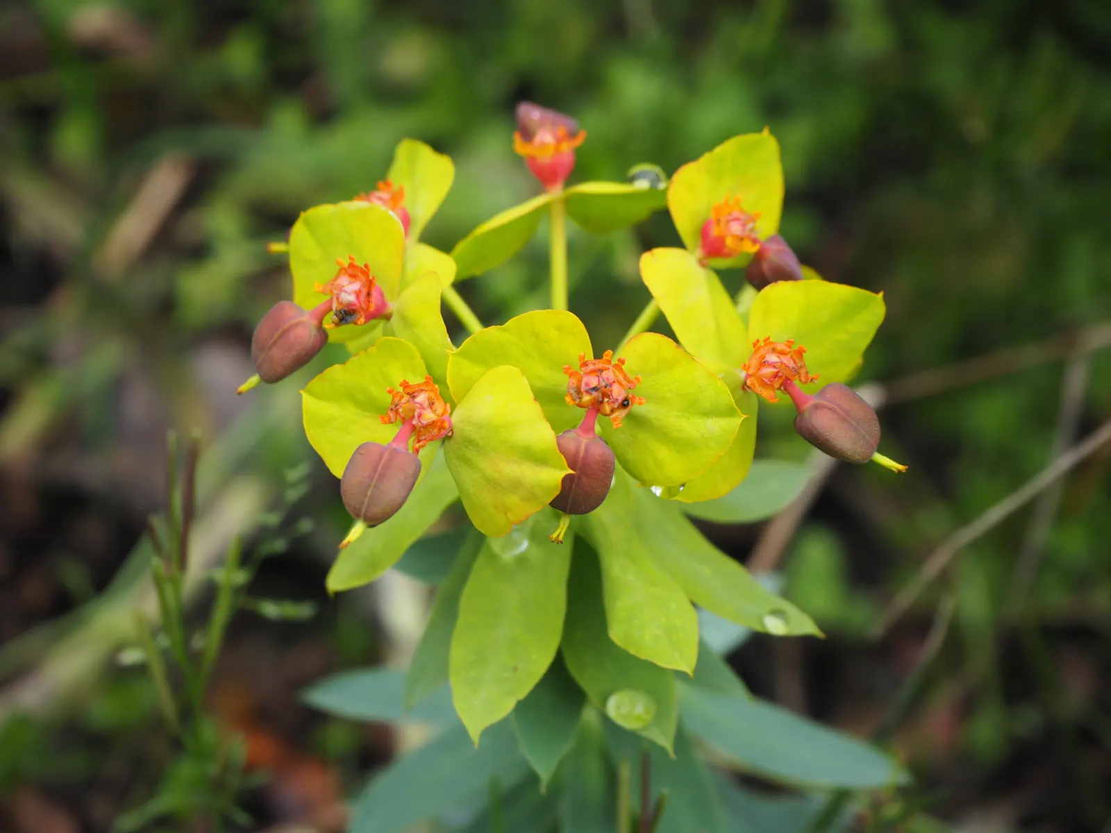 Silver Spurge (Euphorbia Rigida) — upright stems that grow up to 2 feet tall; providing a compact silhouette ideal for rock gardens, image 54