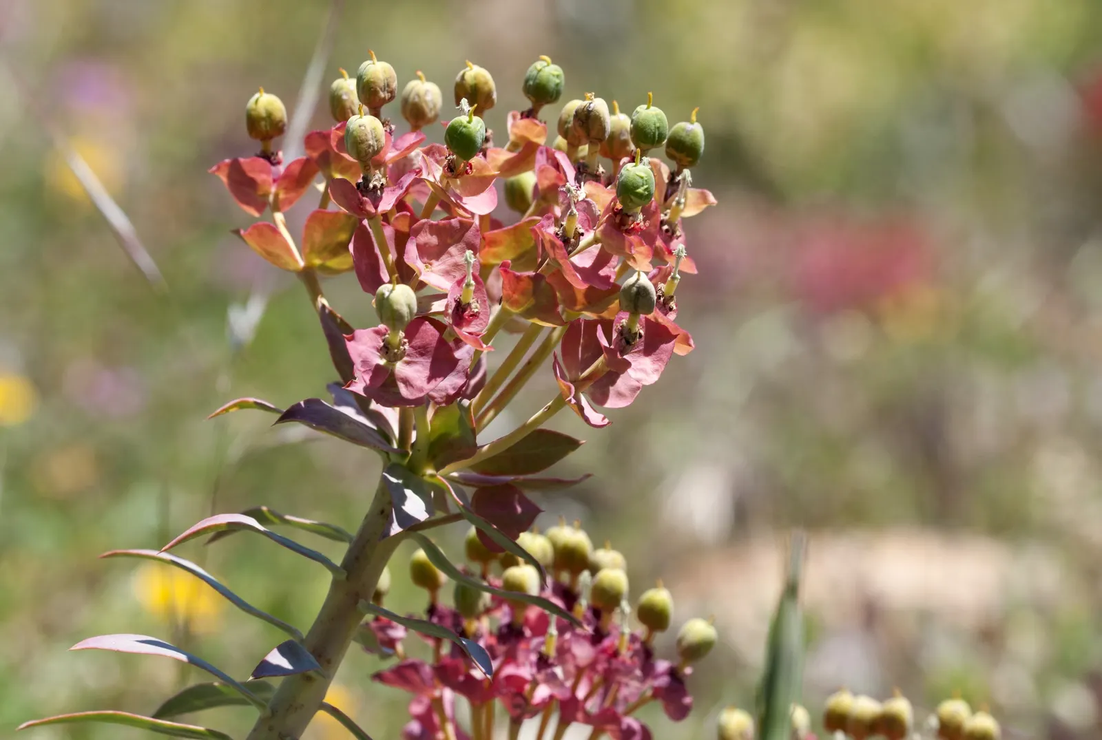 Silver Spurge (Euphorbia Rigida) — forming a spiky bush 3 feet wide; technically known as cyathia