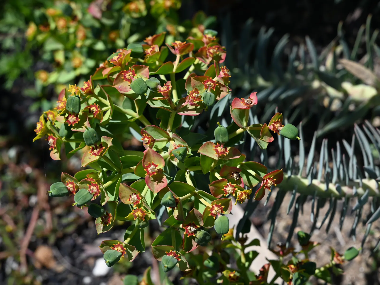 Silver Spurge (Euphorbia Rigida) — providing a compact silhouette ideal for rock gardens