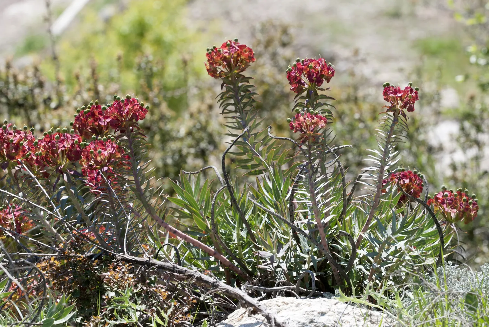 Silver Spurge (Euphorbia Rigida) — and it thrives in USDA Hardiness Zones 7 through 10; this evergreen perennial is native to the Mediterranean region