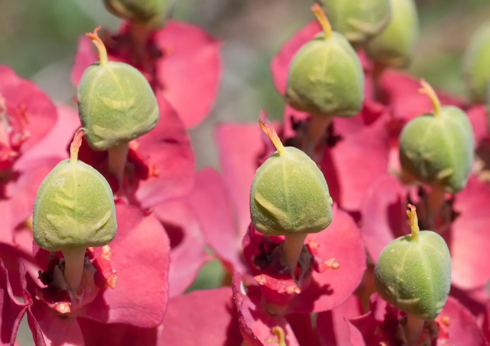 Silver Spurge (Euphorbia Rigida) — upright stems that grow up to 2 feet tall; providing a compact silhouette ideal for rock gardens