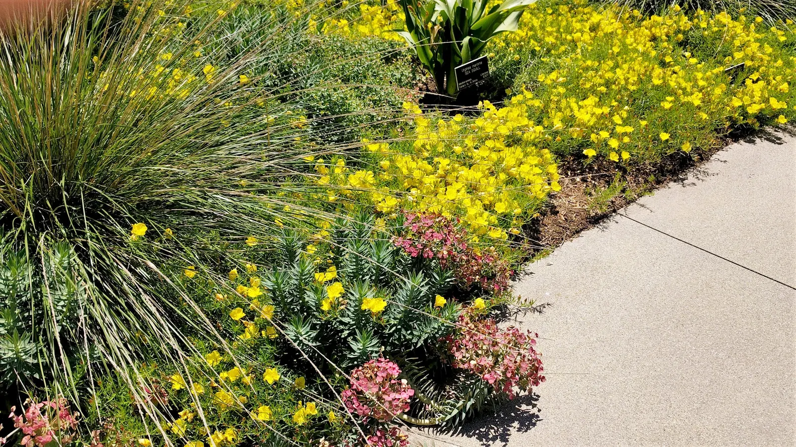 Silver Spurge (Euphorbia Rigida) — which are arranged in an umbel-like clusters at the stem tips; shrub for full or half