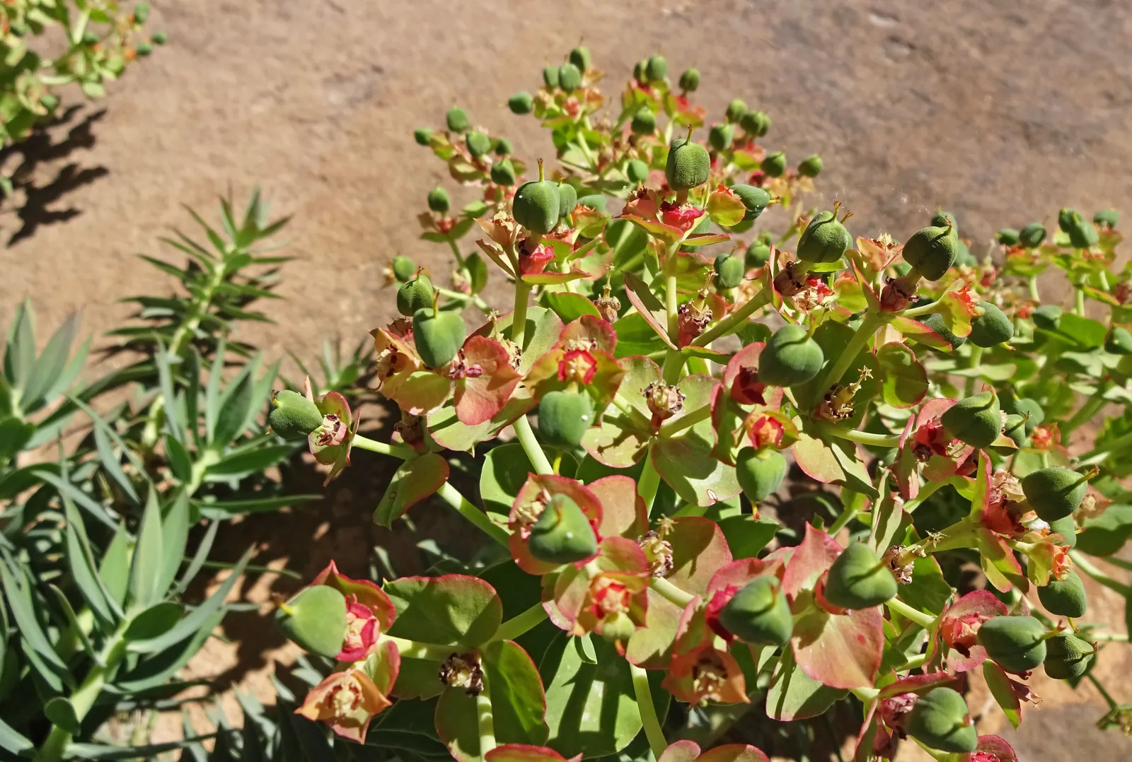 Silver Spurge (Euphorbia Rigida) — Its striking form and color make it a bold focal point in xeriscapes and rock gardens