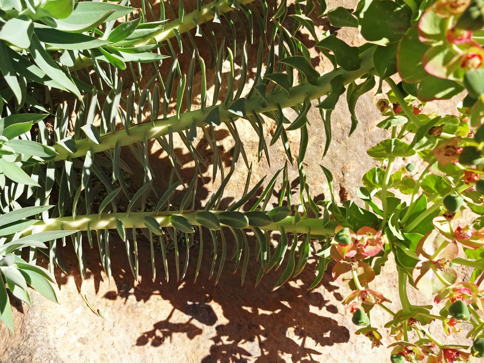 Silver Spurge (Euphorbia Rigida) — Drought-tolerant and low-maintenance, it thrives in full sun and well-drained soil