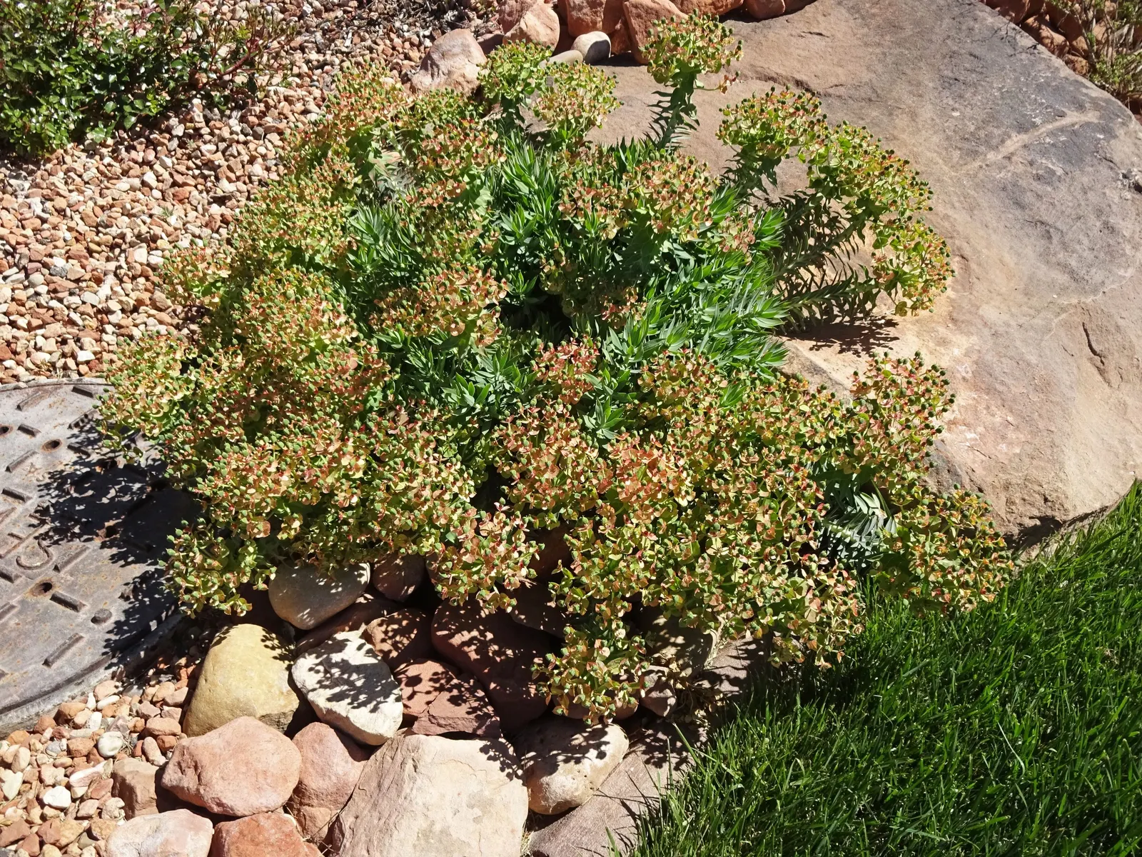 Silver Spurge (Euphorbia Rigida) — upright stems that grow up to 2 feet tall