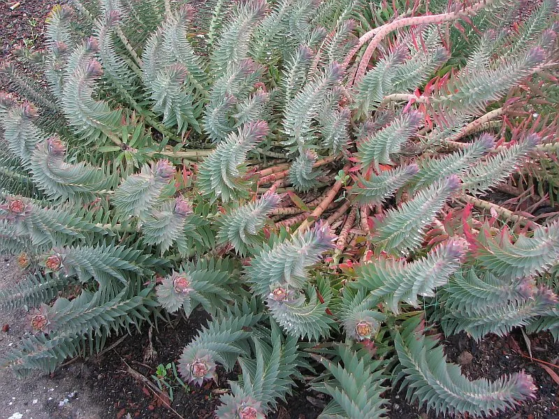Silver Spurge (Euphorbia Rigida) — eye-catching silver lining; green and yellow flowers in the garden