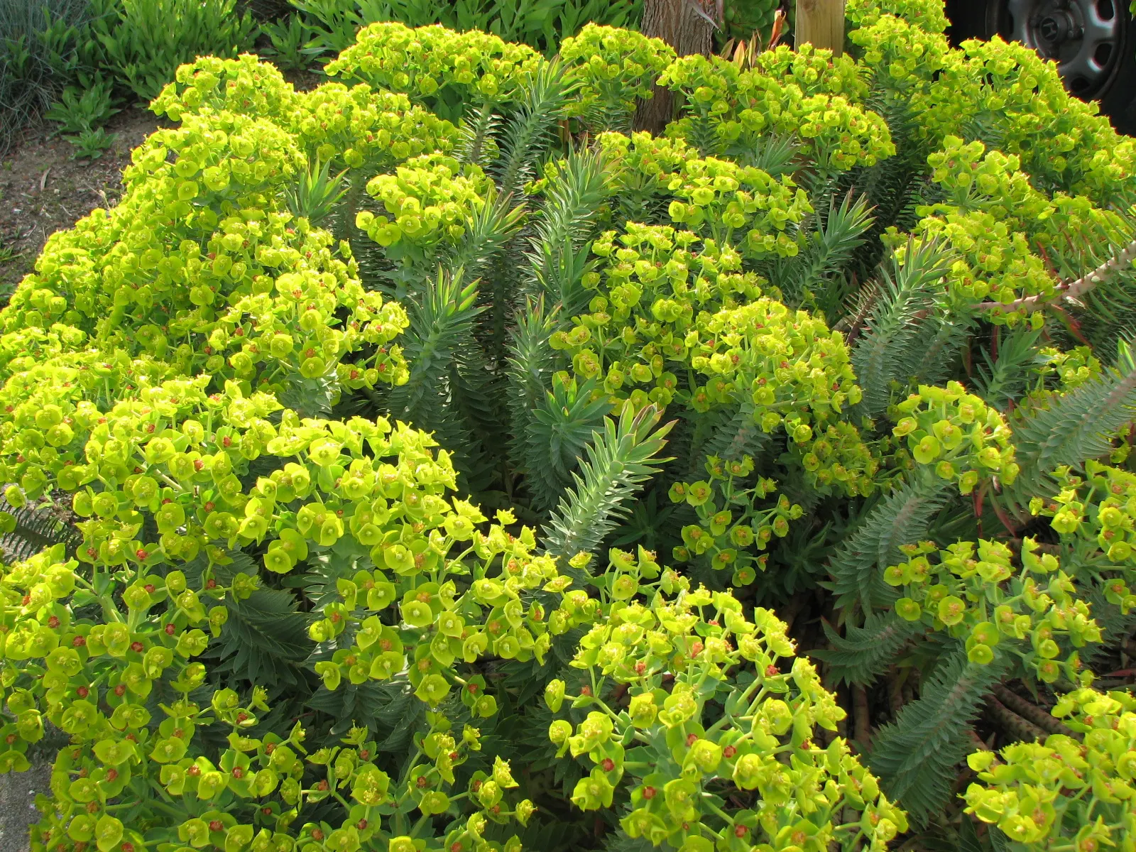 Silver Spurge (Euphorbia Rigida) — forming a spiky bush 3 feet wide