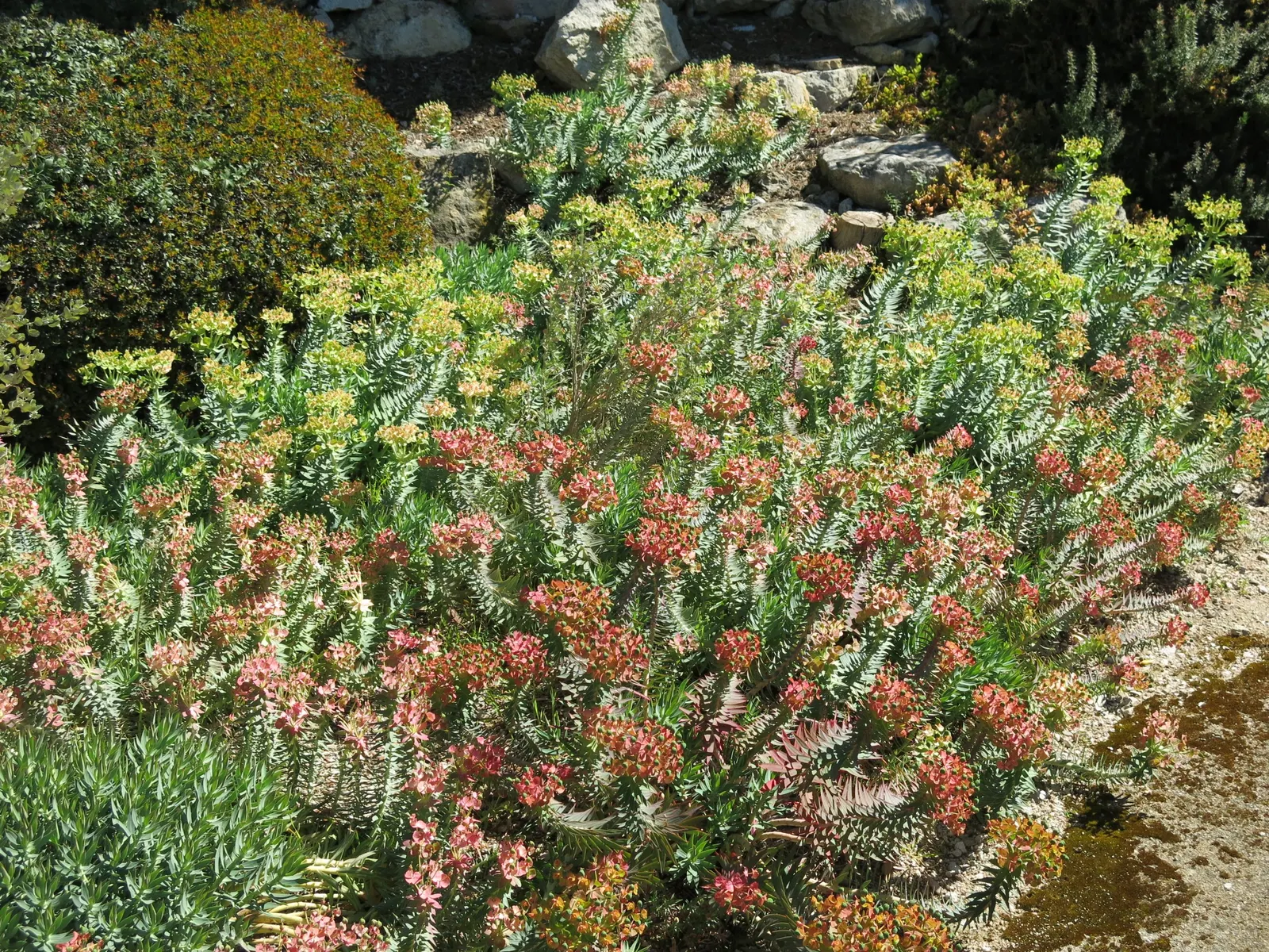 Silver Spurge (Euphorbia Rigida) — technically known as cyathia; which are arranged in an umbel-like clusters at the stem tips