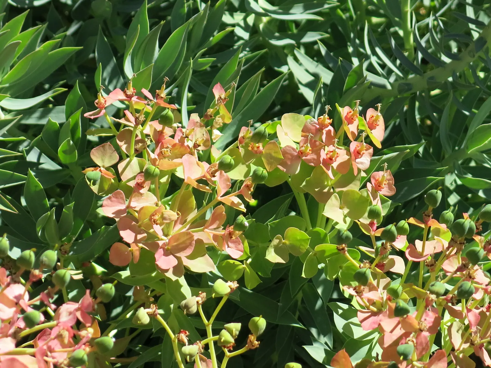 Silver Spurge (Euphorbia Rigida) — Euphorbia rigida produces chartreuse-yellow flowers; or as a specimen in xeriscaped areas
