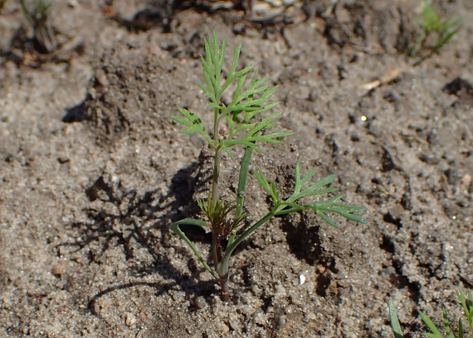 Dill (Anethum Graveolens) — Although fairly drought-tolerant once established, consistent moisture will encourage lusher growth