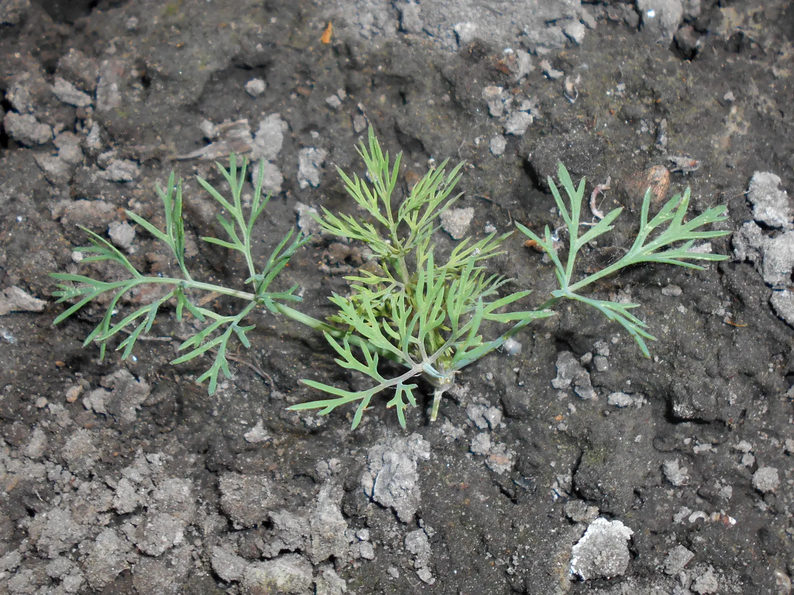 Dill (Anethum Graveolens) — reaches a mature height of roughly 3 to 4 feet and spreads approximately 18 to 24 inches; often referred to as dill weed, image 59