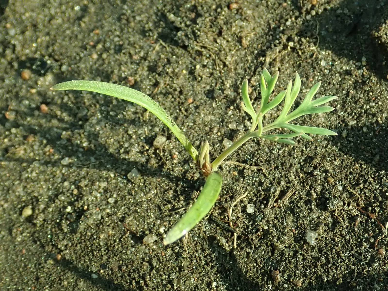 Dill (Anethum Graveolens) — such as butterflies and bees
