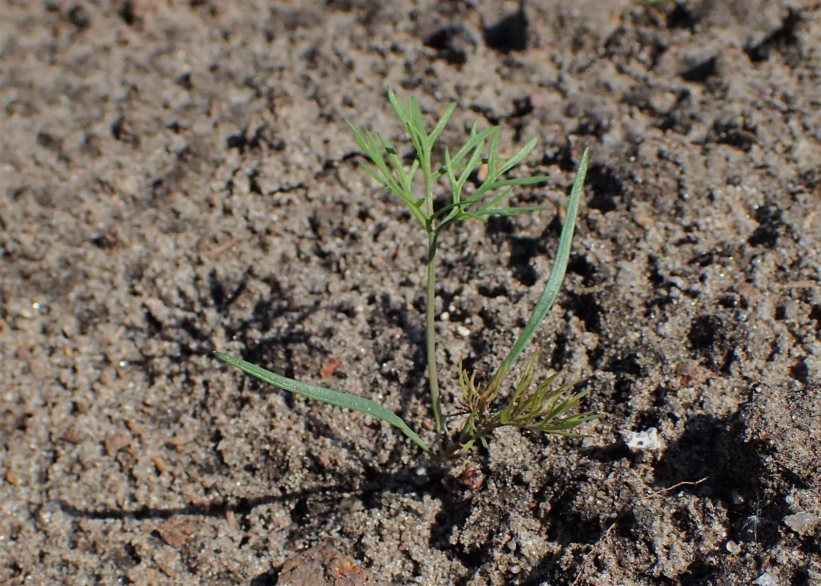 Dill (Anethum Graveolens) — dill produces umbrella-like yellow flowers that are highly attractive to beneficial insects, image 88