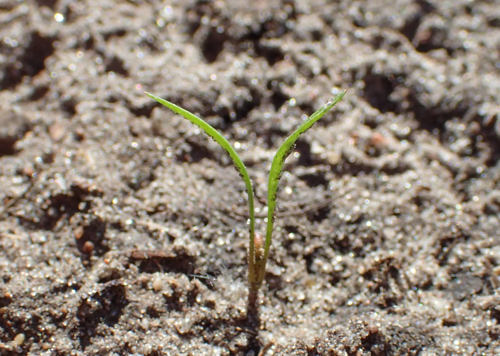 Dill (Anethum Graveolens) — it thrives in full sun and well-drained soil; annual / herb for full