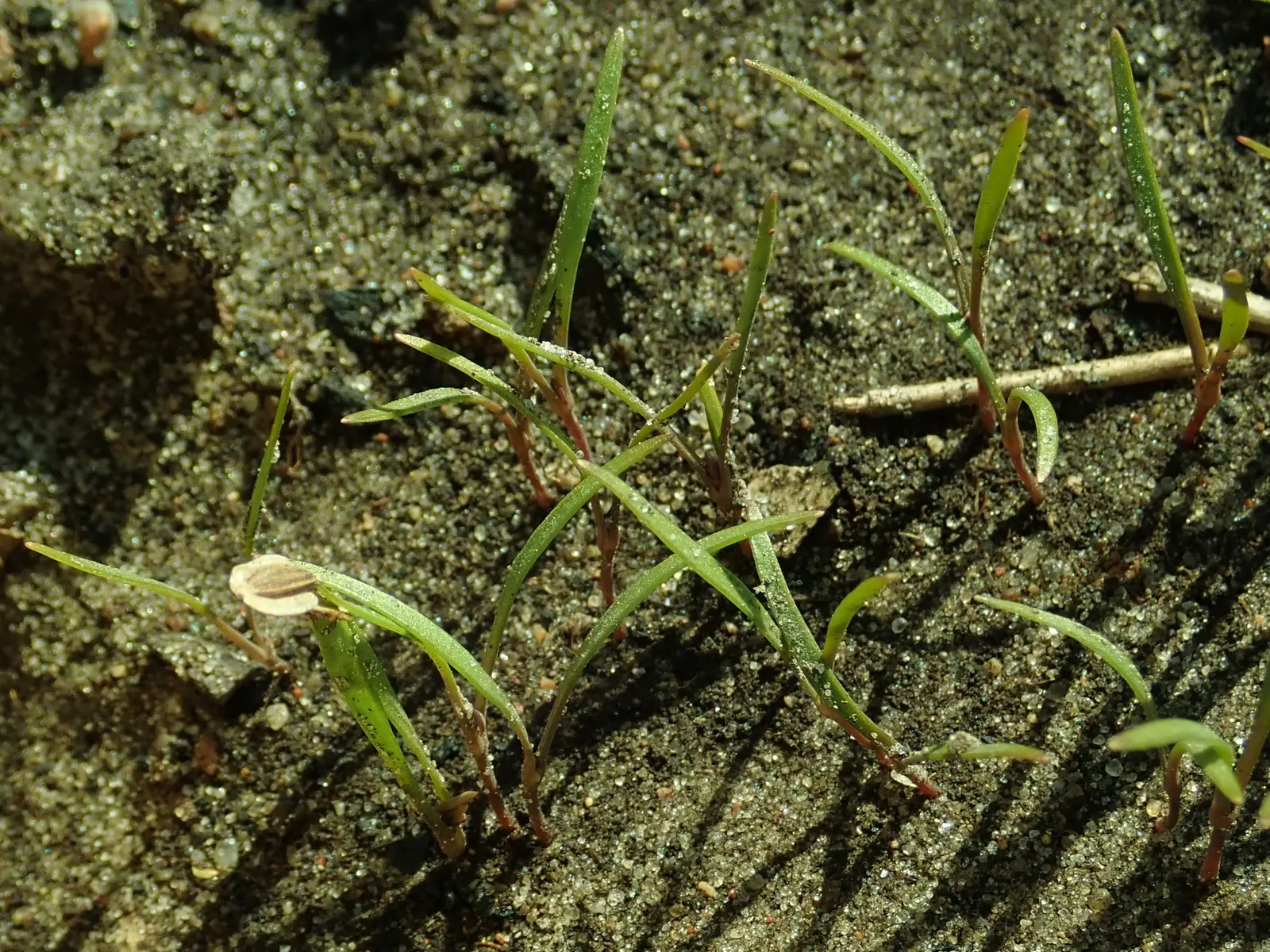 Dill (Anethum Graveolens) — often referred to as dill weed