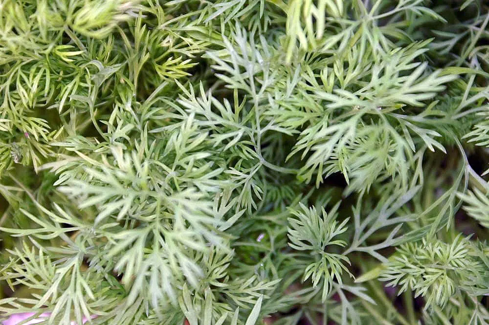 Dill (Anethum Graveolens) — emanating a distinctive sweet fragrance reminiscent of anise and lemon