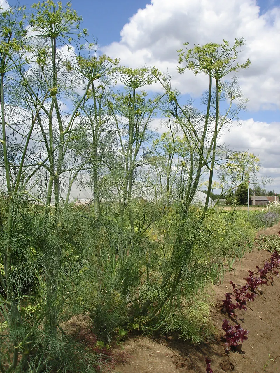 Dill (Anethum Graveolens) — such as butterflies and bees; making it a useful companion in the garden.<br><br>When considering this herb for, image 64