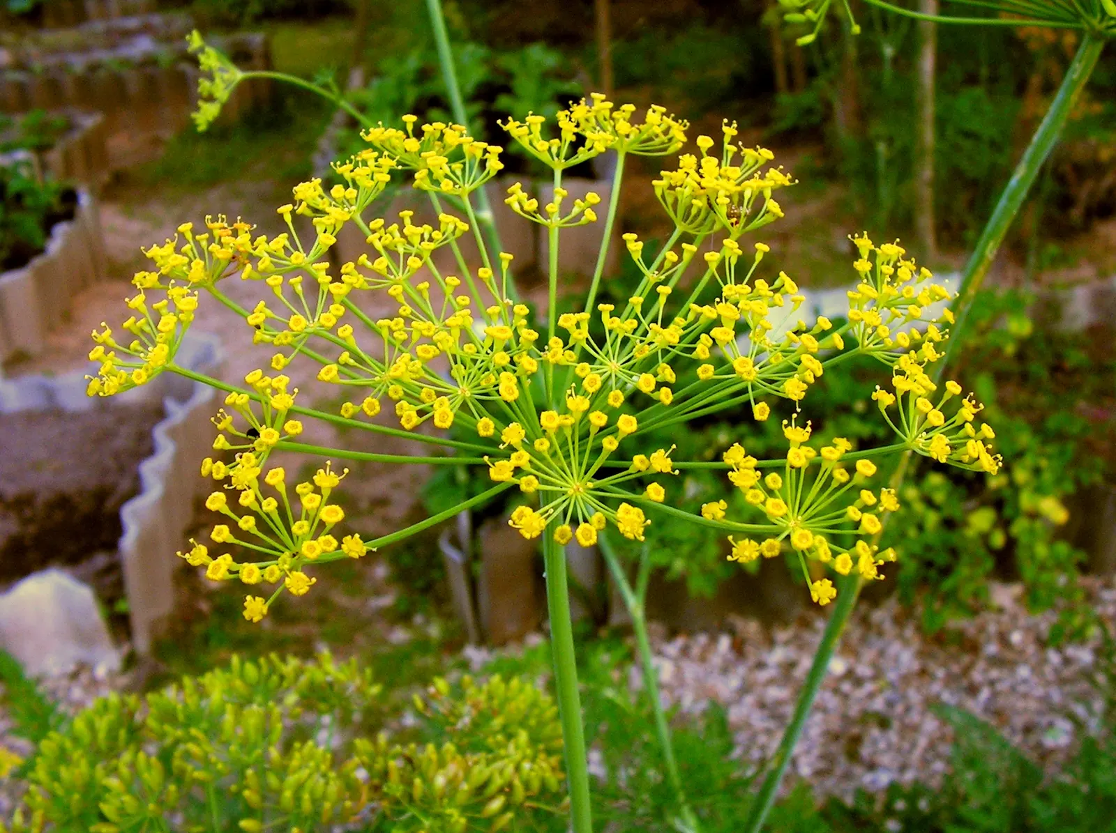 Dill (Anethum Graveolens) — thus serving an ecological purpose in promoting garden biodiversity.<br><br>For optimal growth; characterized by feathery