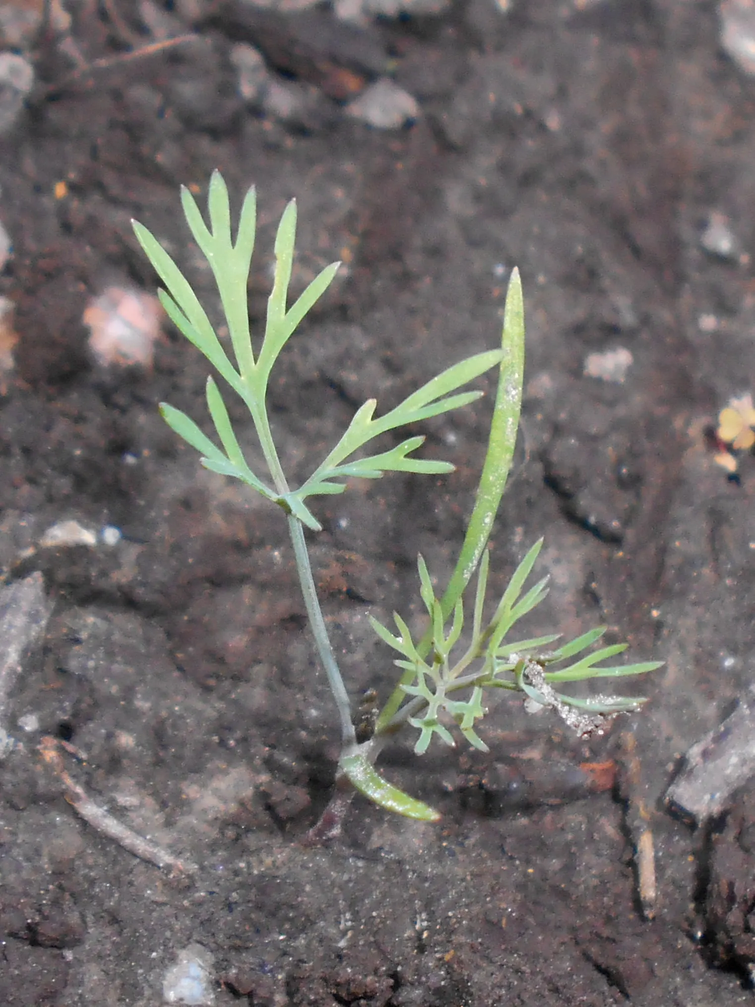 Dill (Anethum Graveolens) — it thrives in full sun and well-drained soil; annual / herb for full, image 54