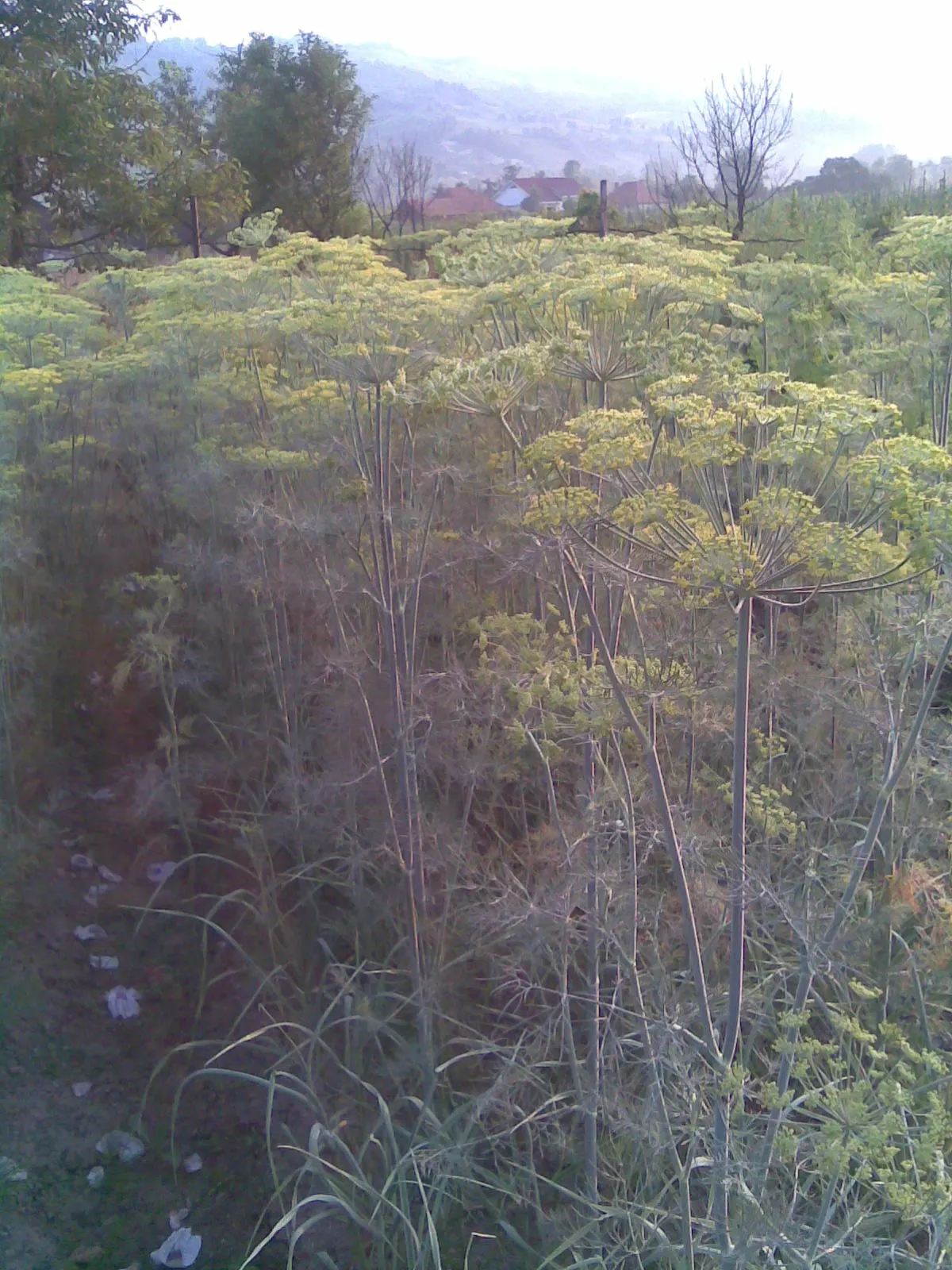 Dill (Anethum Graveolens) — it thrives in full sun and well-drained soil; annual / herb for full, image 79