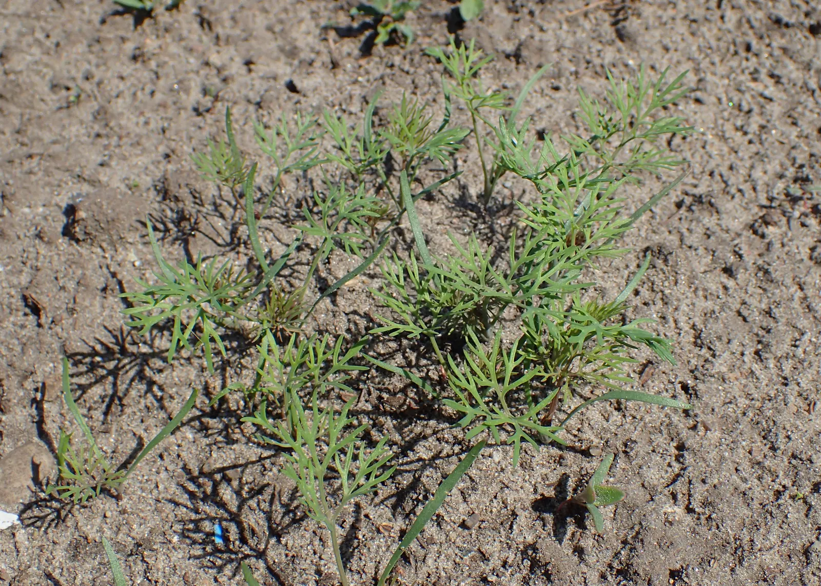 Dill (Anethum Graveolens) — as its leaves and seeds are frequently harvested during the growing season