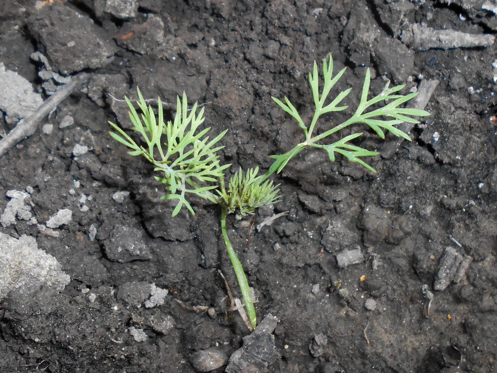 Dill (Anethum Graveolens) — Dill (Anethum graveolens) is a hardy, aromatic annual herb reaching 3-5 feet in height; it thrives in full sun and, image 76