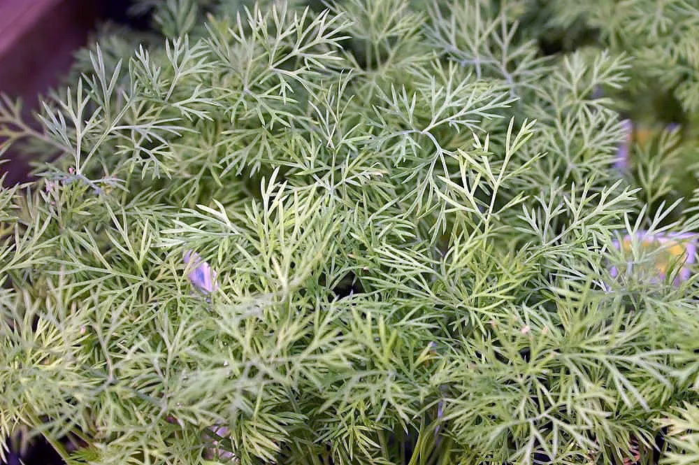 Dill (Anethum Graveolens) — Dill (Anethum graveolens) is a hardy, aromatic annual herb reaching 3-5 feet in height