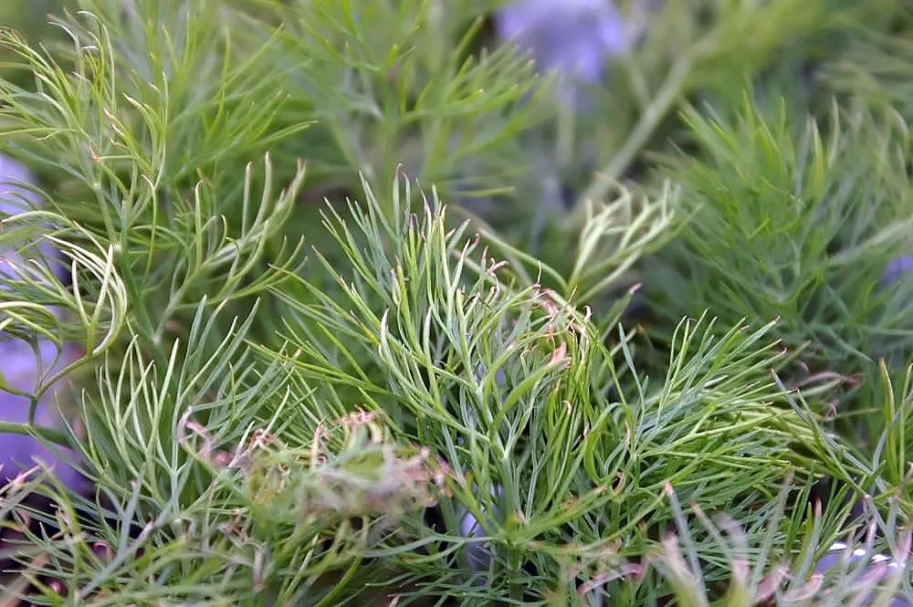 Dill (Anethum Graveolens) — Although fairly drought-tolerant once established, consistent moisture will encourage lusher growth; anethum graveolens, image 92