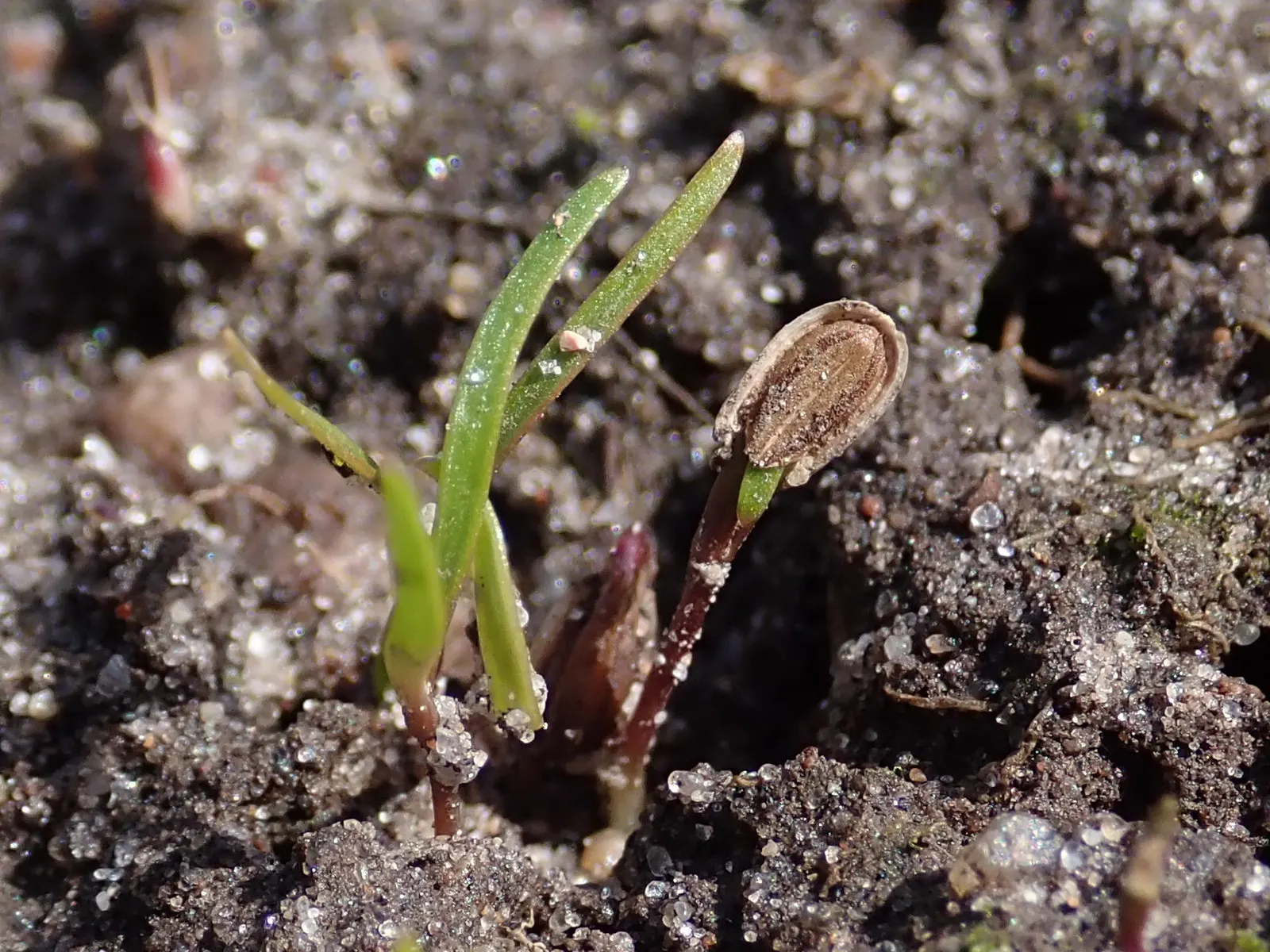 Dill (Anethum Graveolens) — Anethum graveolens thrives in full sun and prefers a well-draining soil with a pH between 5.8 and 6.5; reaches a mature, image 91